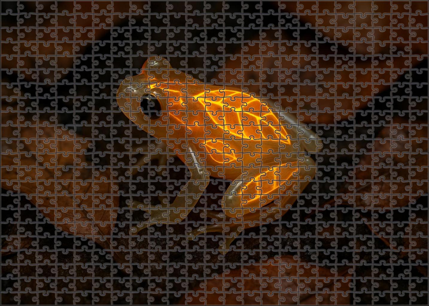 Amber Veil Frog Camouflaged Amphibian With Translucent Skin Patterns Puzzle Fun