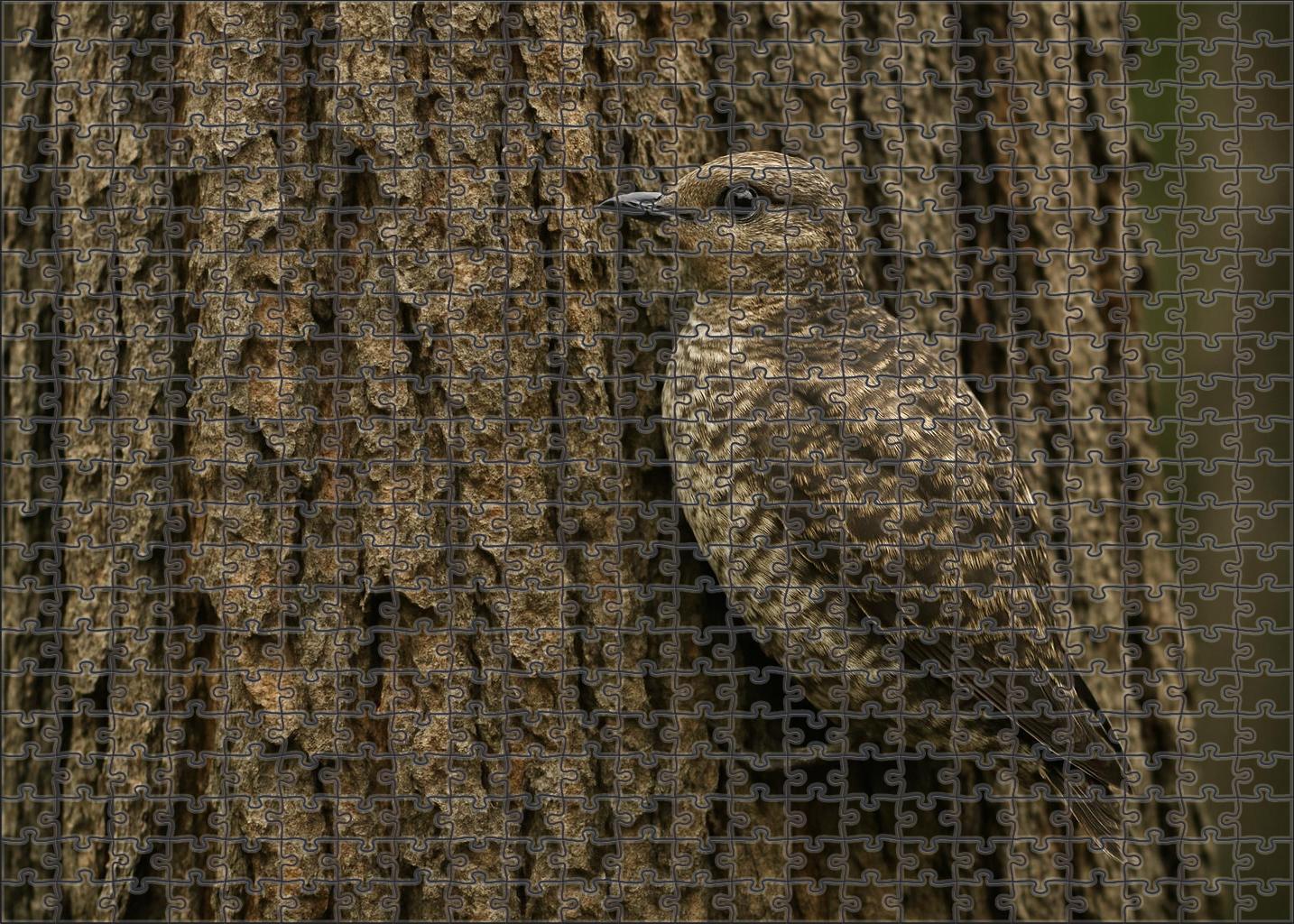 Marbled Murrelet Forest Sea Visitor Premium Puzzle Pieces