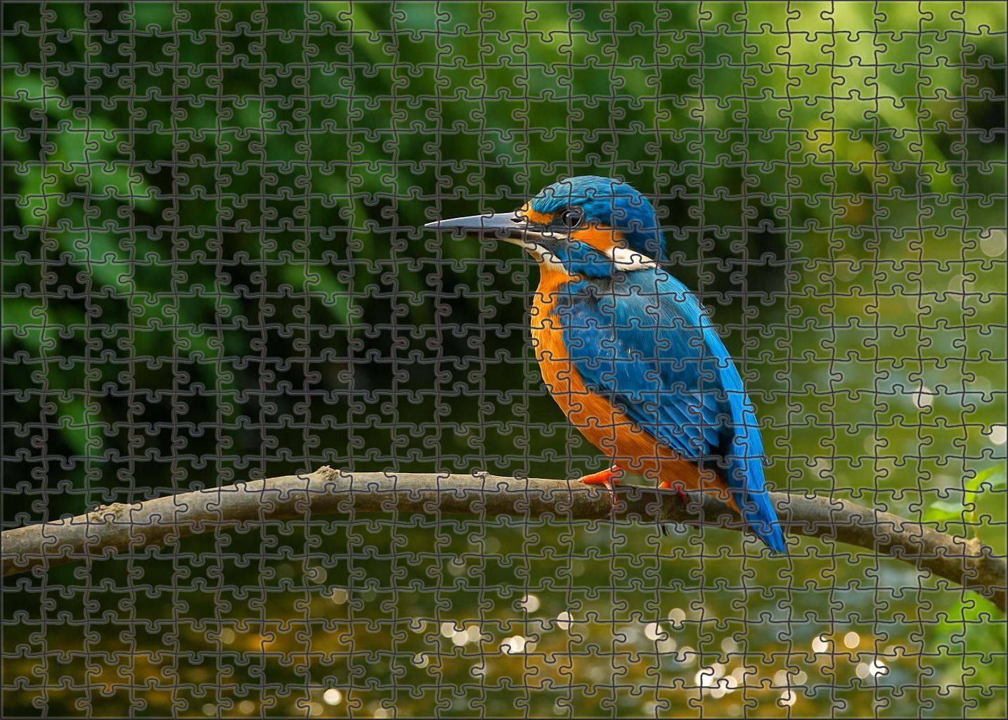 Azure Kingfisher The Jewel Of Riverbanks Puzzle Challenge