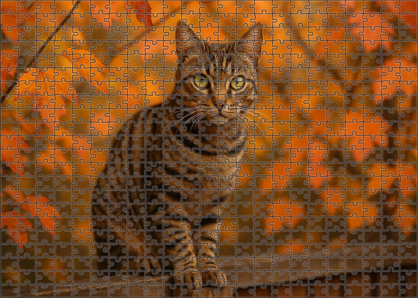 Dusky Stripe Mysterious Brown Mackerel Tabby With Lively Spirit Challenging Puzzles