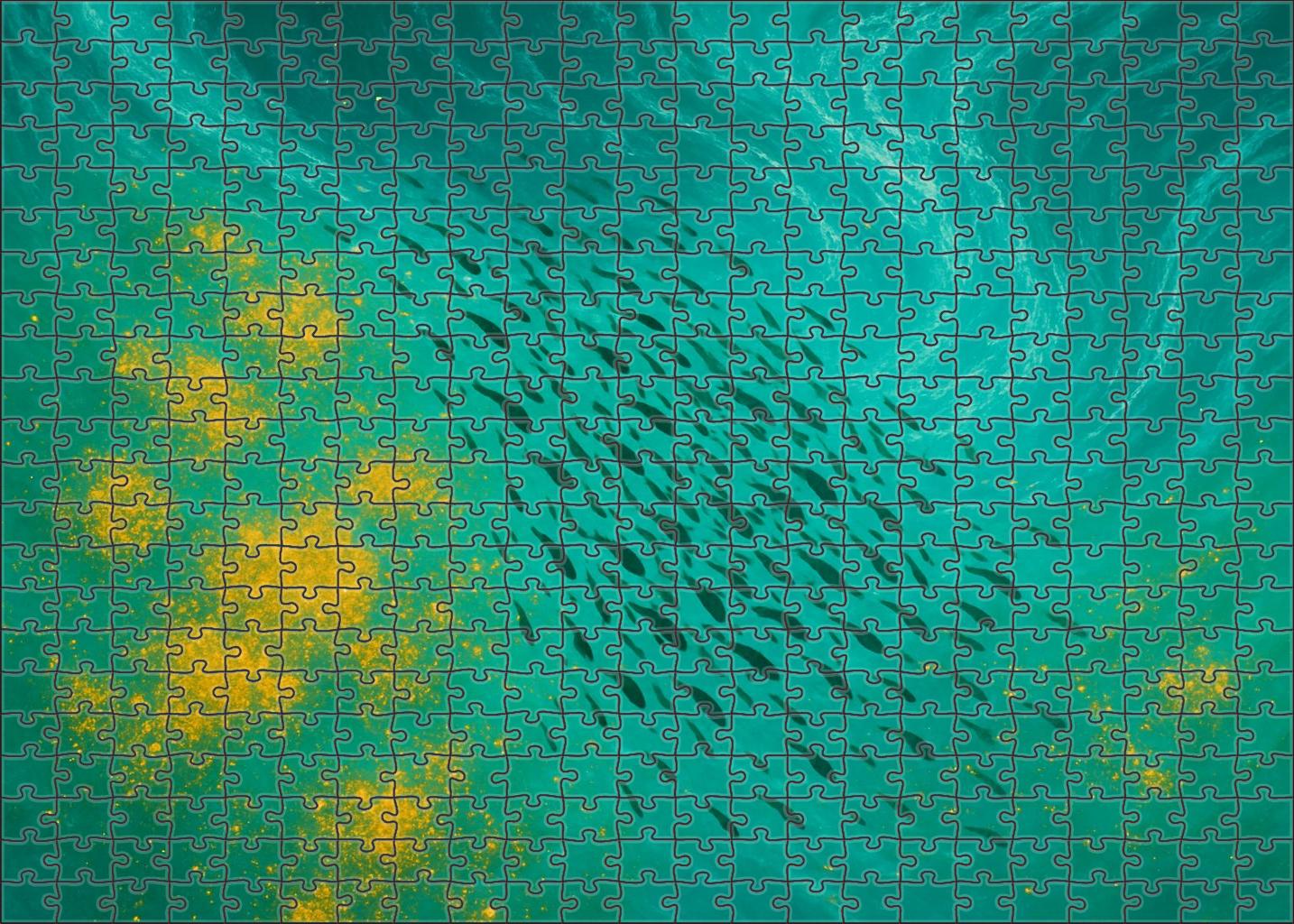 Nutrient-rich Upwelling Front Puzzle Fun