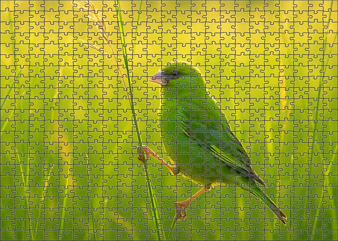Emerald Finch Tiny Gem Of The Grasslands Puzzle Fun