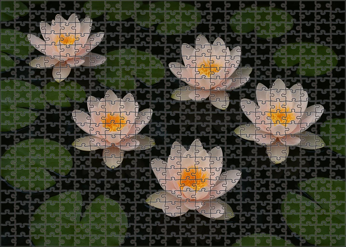 Serene Lotus Pond Display Pale Pink And White Bloom Clusters Floating On Reflective Water Puzzle For Kids