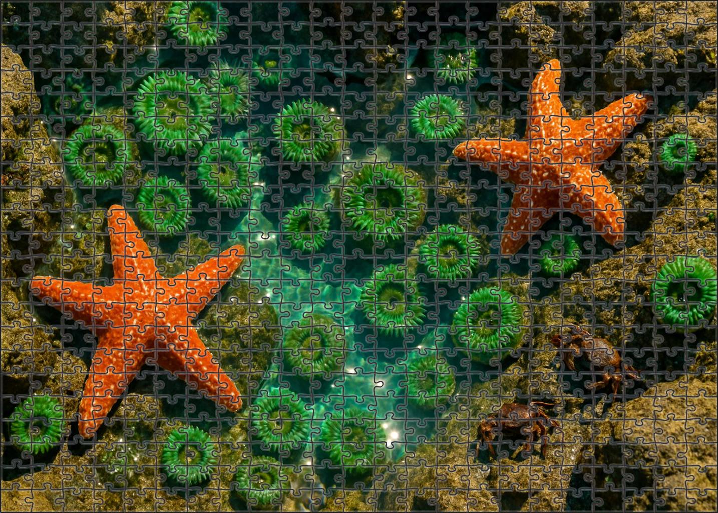 Ivory Tide Pools Custom Jigsaw Puzzle