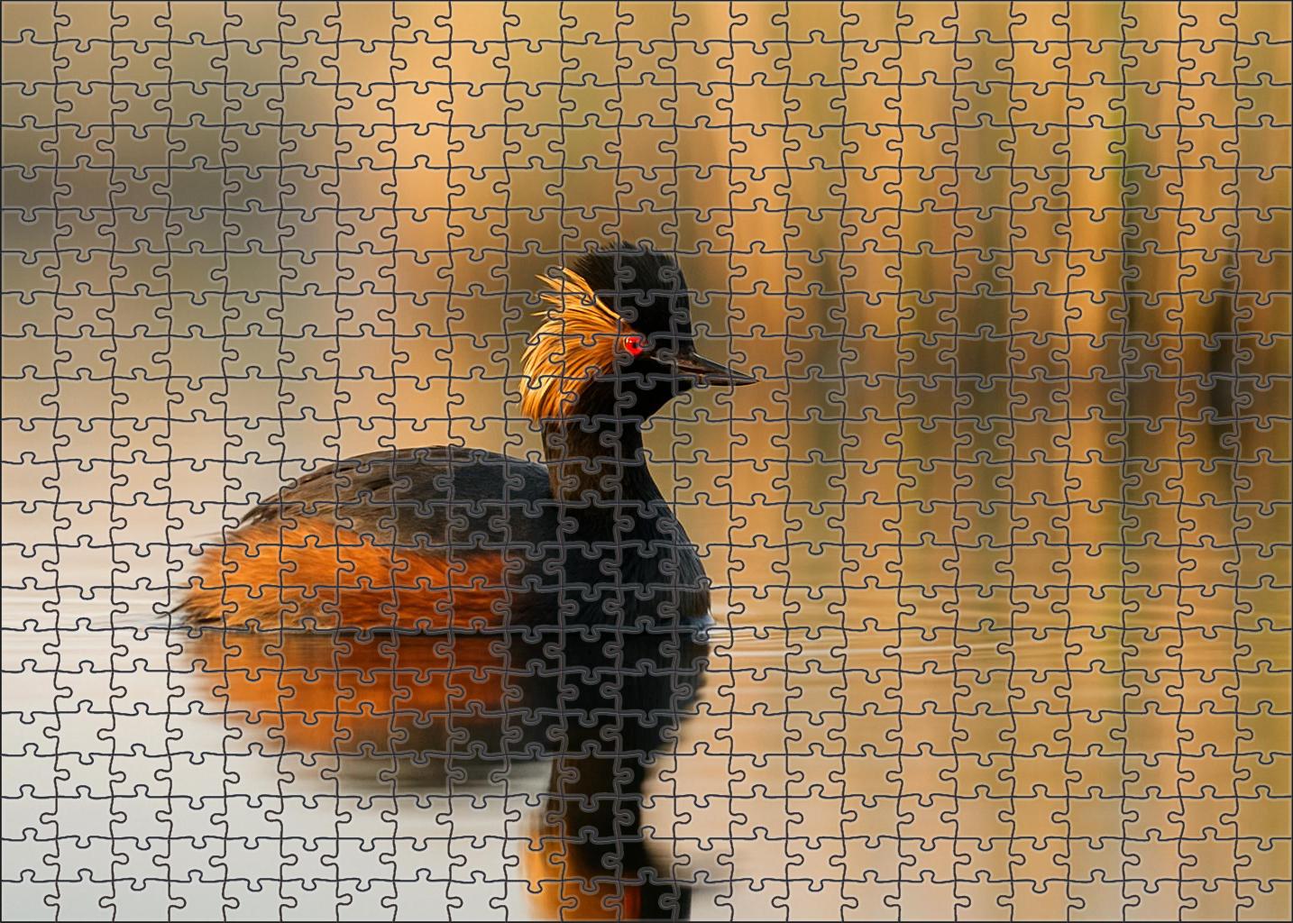 Black-necked Grebe Agile Diver Of Shallow Lakes Puzzle For Kids