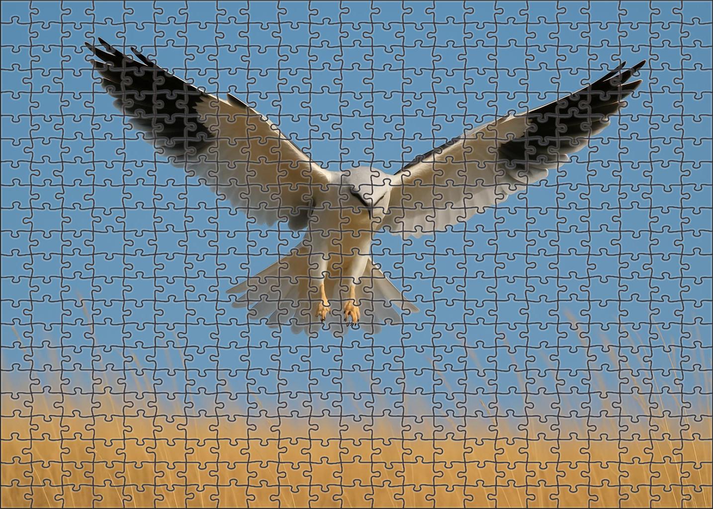 White-tailed Kite Aerial Acrobat Challenging Puzzles