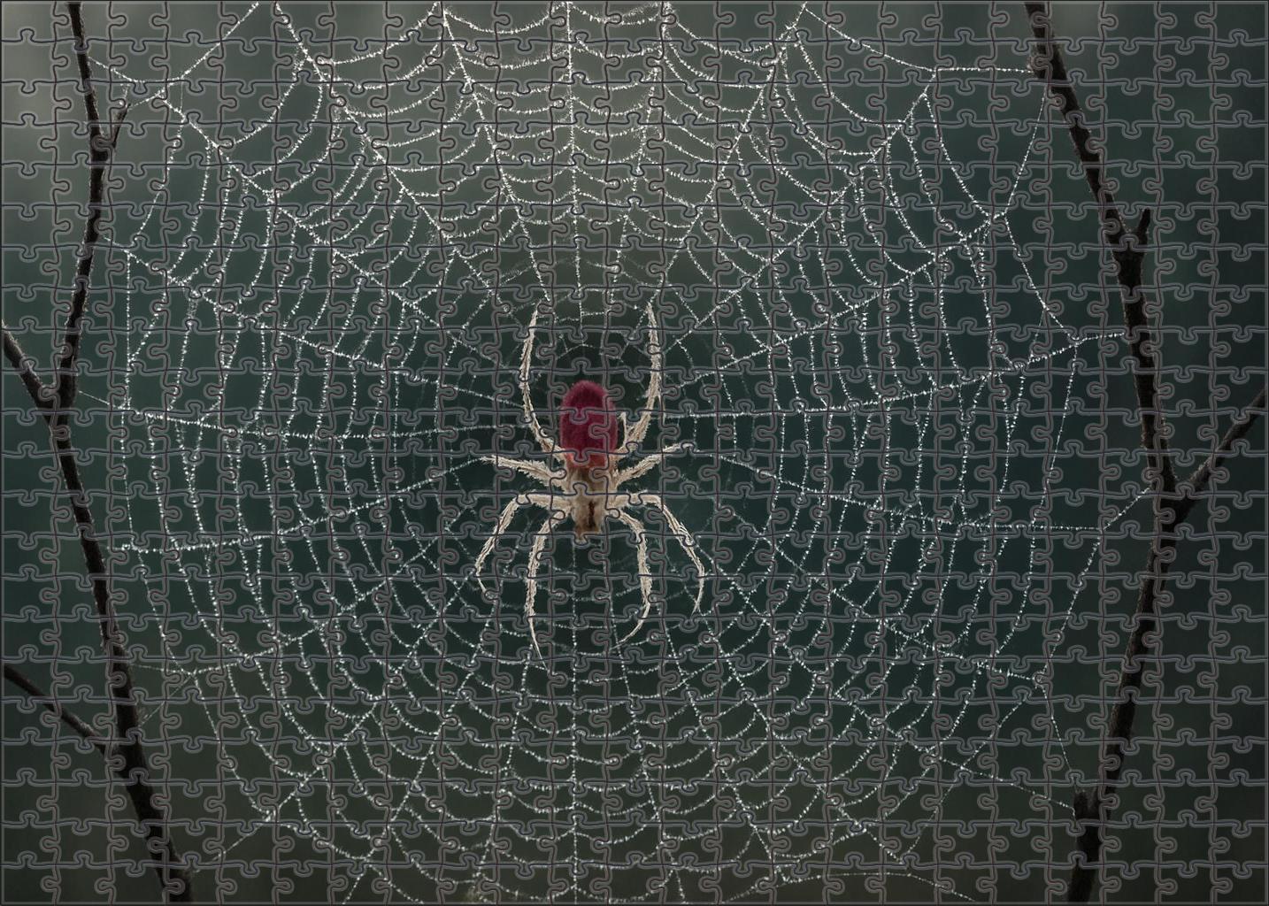 Crimson Veil Spider Web Architect With Translucent Red Markings And Precision Hunting Tactics Puzzle Collection