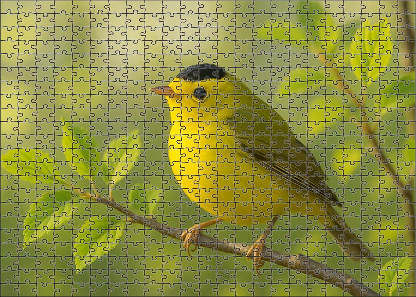 Wilsons Warbler Little Flash Of Yellow Puzzle Fun