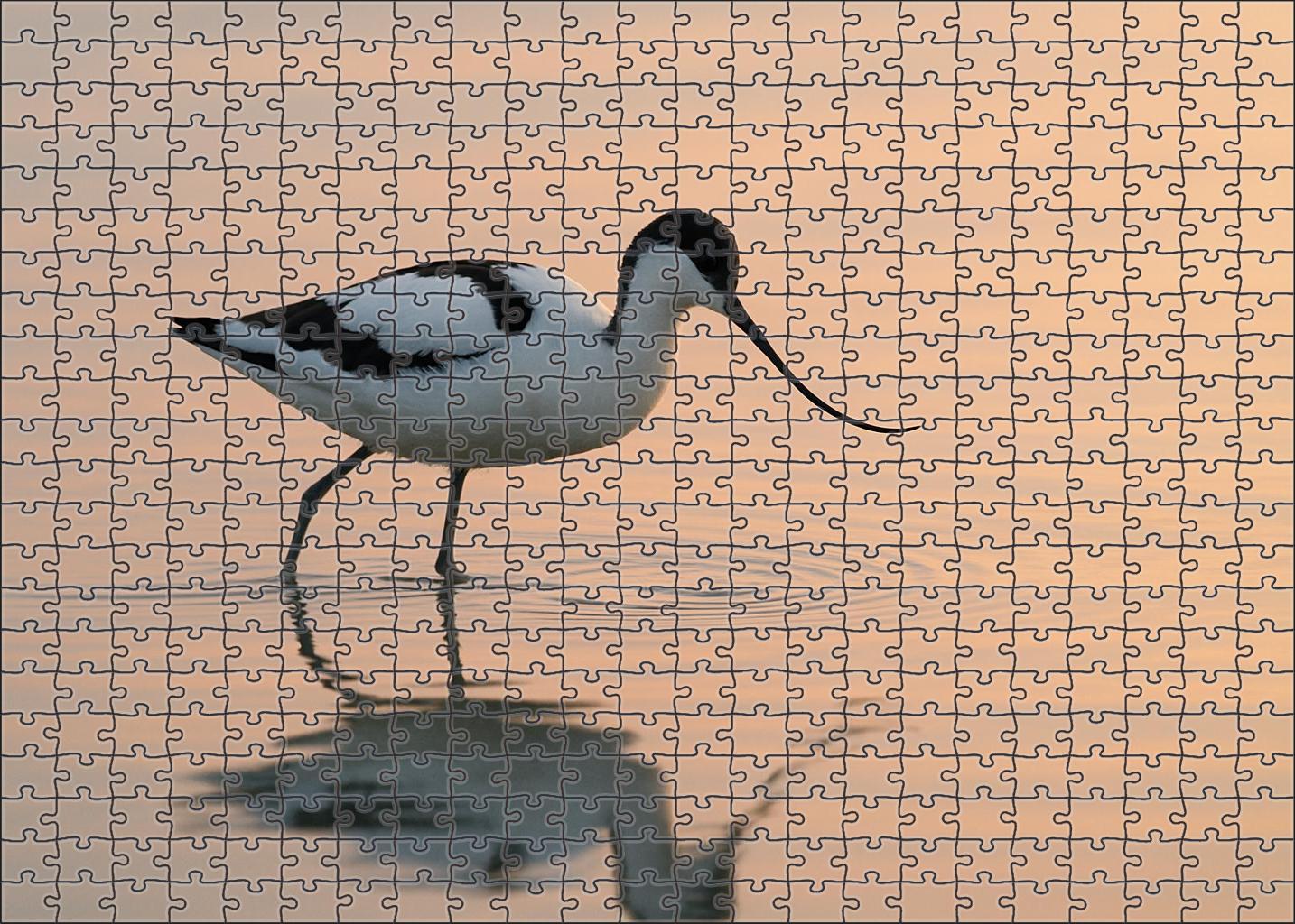 Pied Avocet Graceful Wader Of Shallow Waters Family Puzzles
