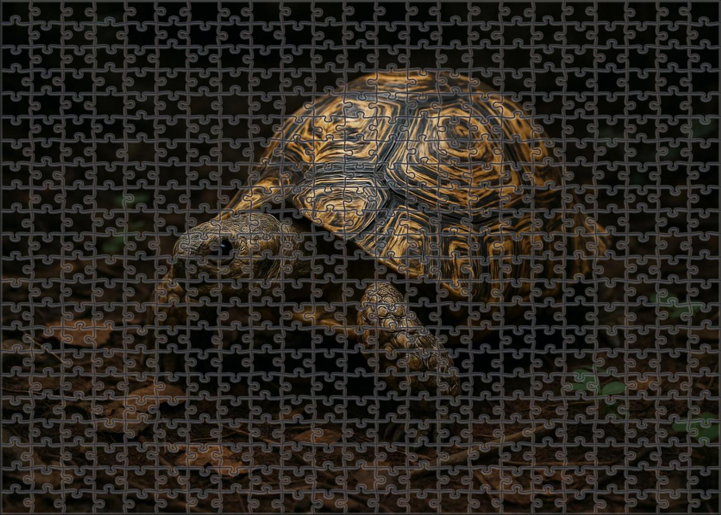 Marbled Leaf-back Tortoise Forest Floor Dweller With Intricate Shell Patterns Puzzle Fun