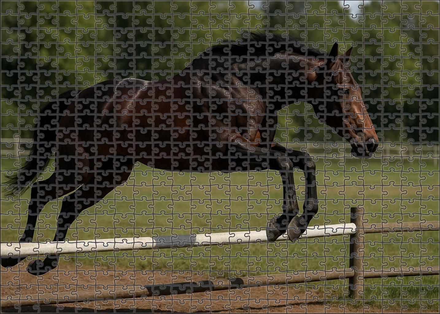 Maple Ridge Warmblood Gelding Challenging Puzzles