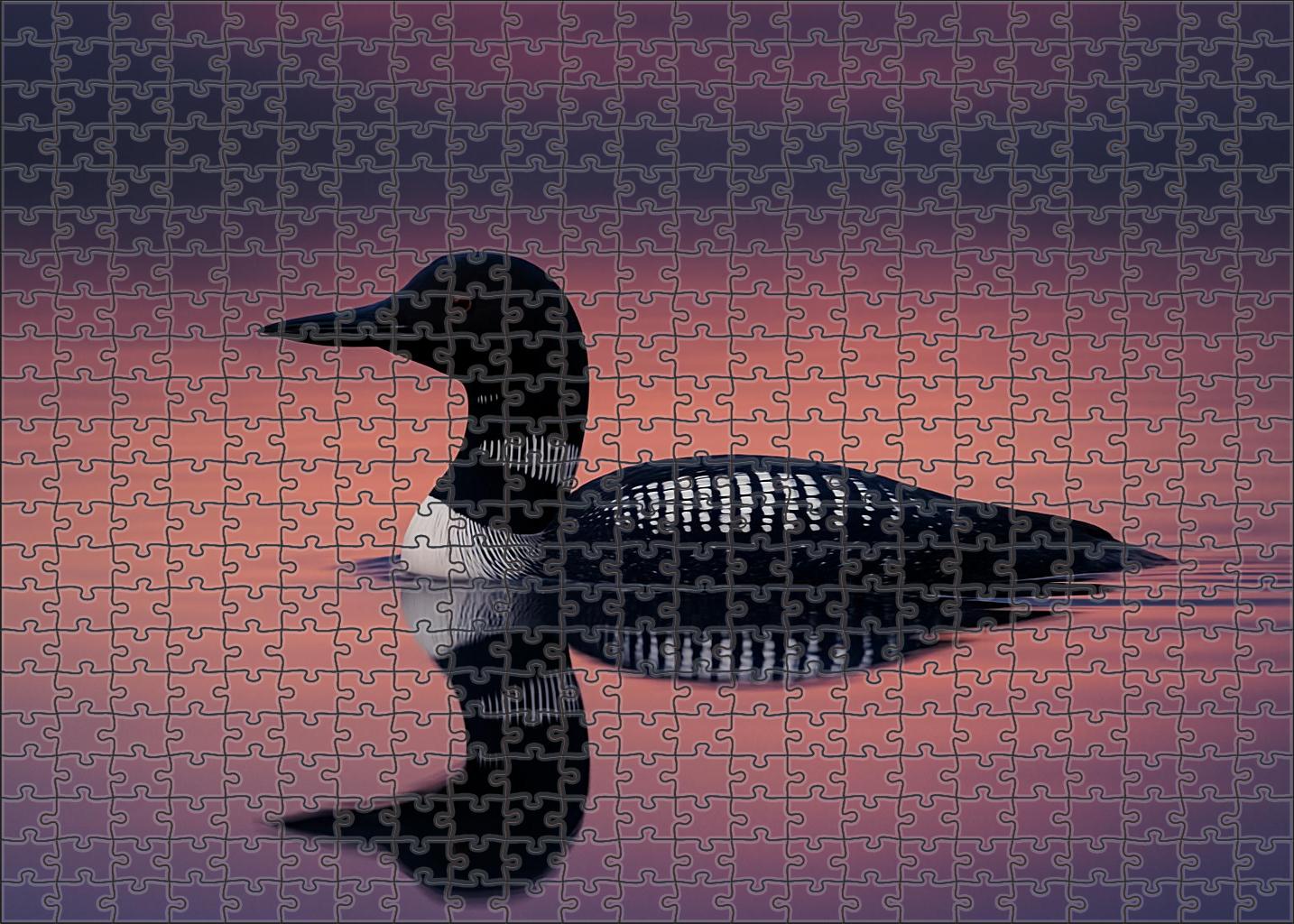 Black-throated Diver Melancholy Melodist Of Lakes Puzzle Challenge
