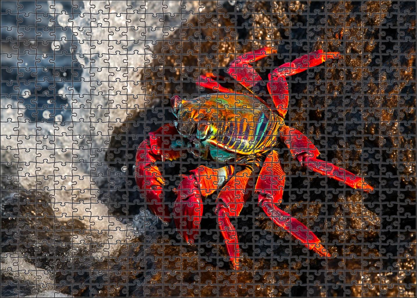 Iridescent Tide Skimmer Shimmering Coastal Crustacean With Rapid Reflexes 200 Piece Puzzle