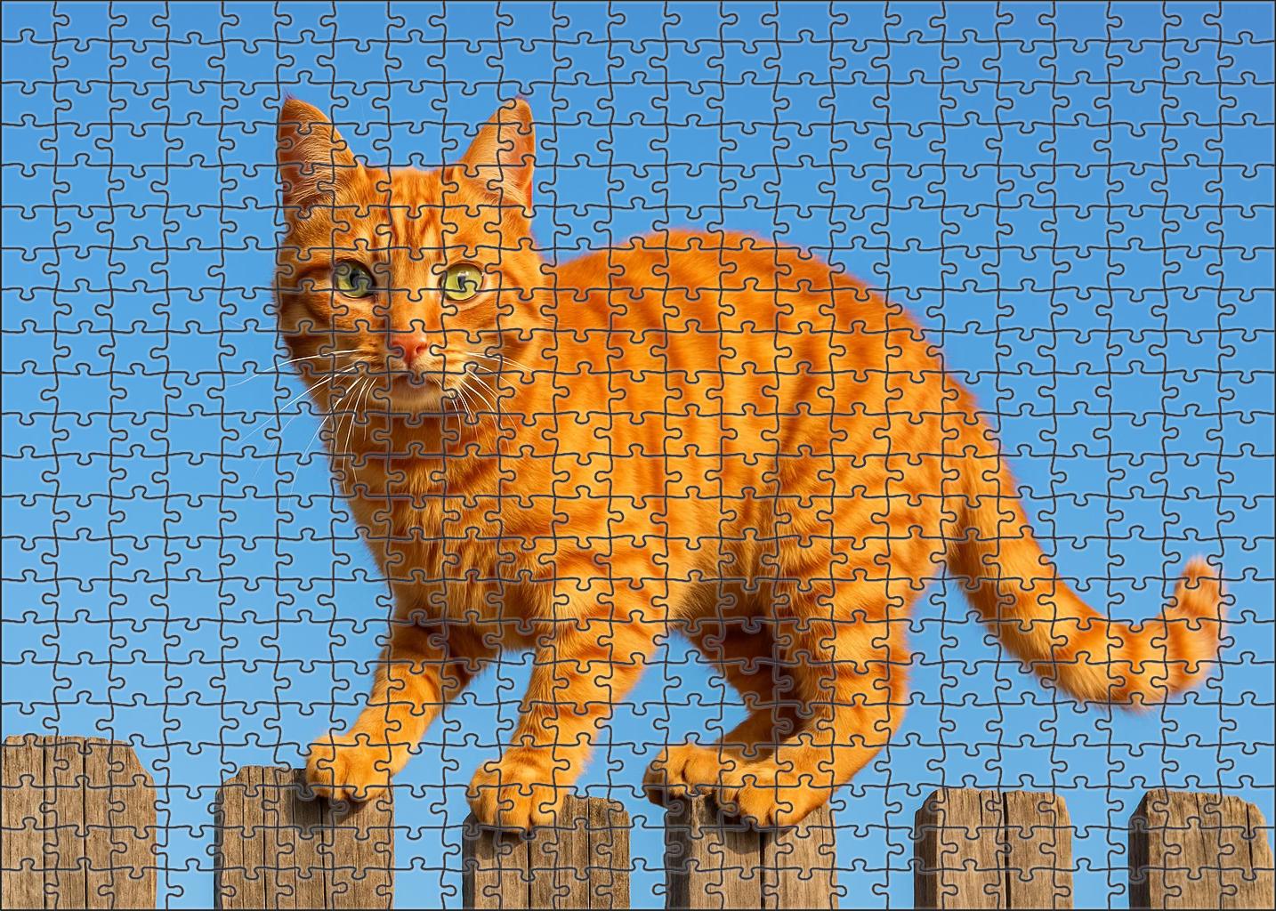 Copper Blaze Fiery Orange Tabby With Spirited Temperament Challenging Puzzles