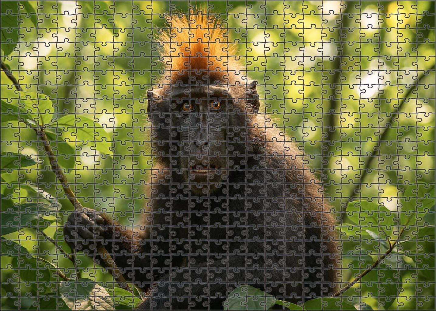 Amber-crested Climber Arboreal Primate With Brilliant Head Feathers Puzzle Fun