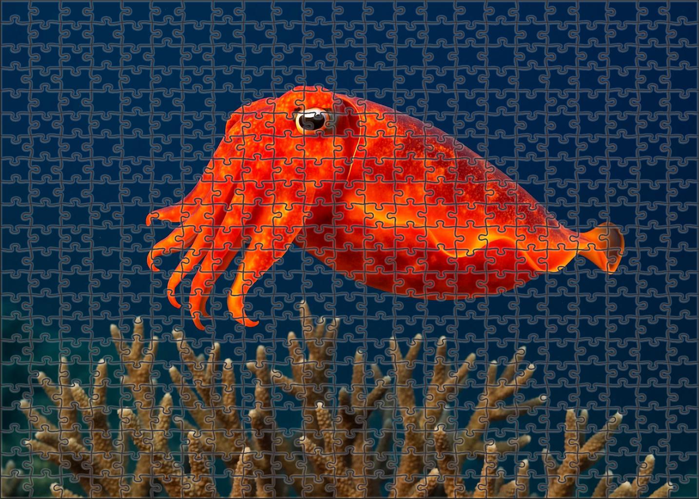 Sunset Glow Cuttlefish Master Of Color And Movement 1000 Piece Puzzle