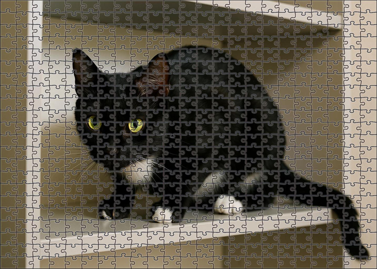 Onyx Star Sleek Black Spotted Shorthair With Spirited Nature Unique Puzzle Design
