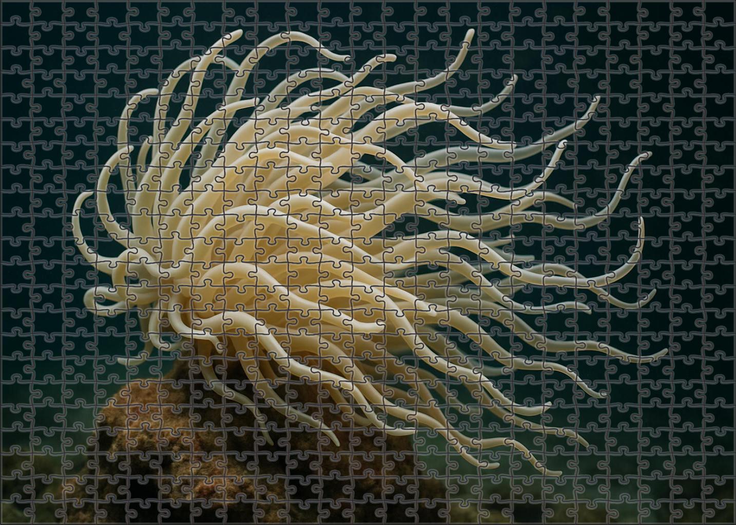 Ivory Tentacle Anemone Elegant Cnidarian With Flowing Appendages Mini Puzzle