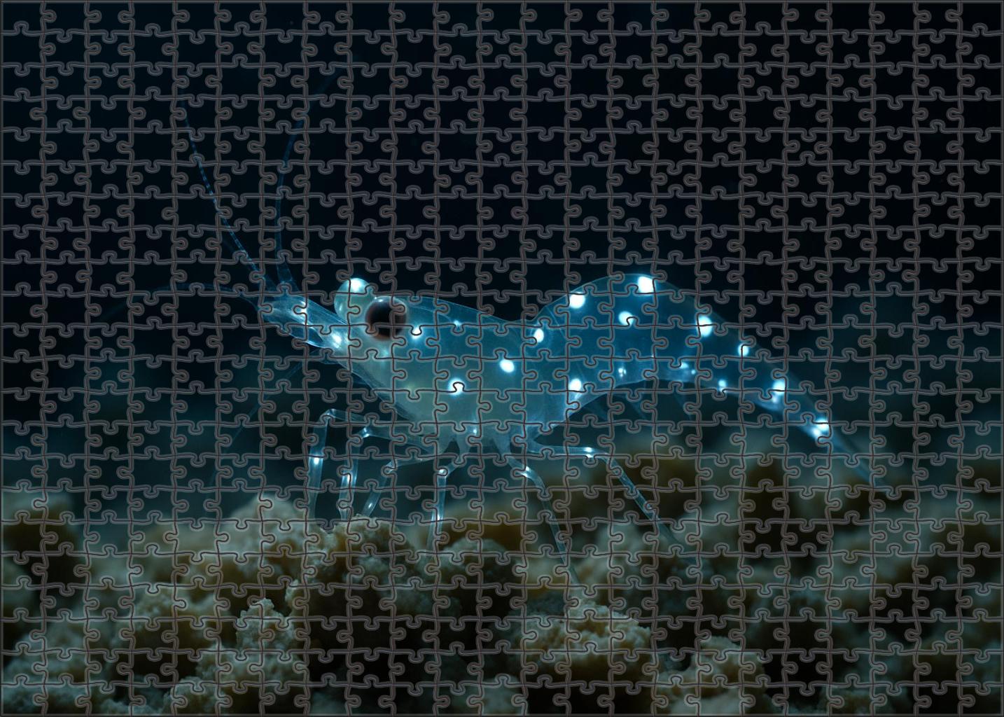 Pearl-spotted Lantern Shrimp 300 Piece Puzzle