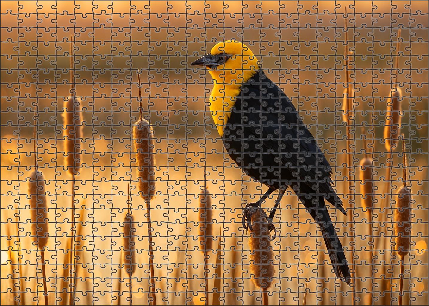 Yellow-headed Blackbird Marshland Voice Puzzle Fun