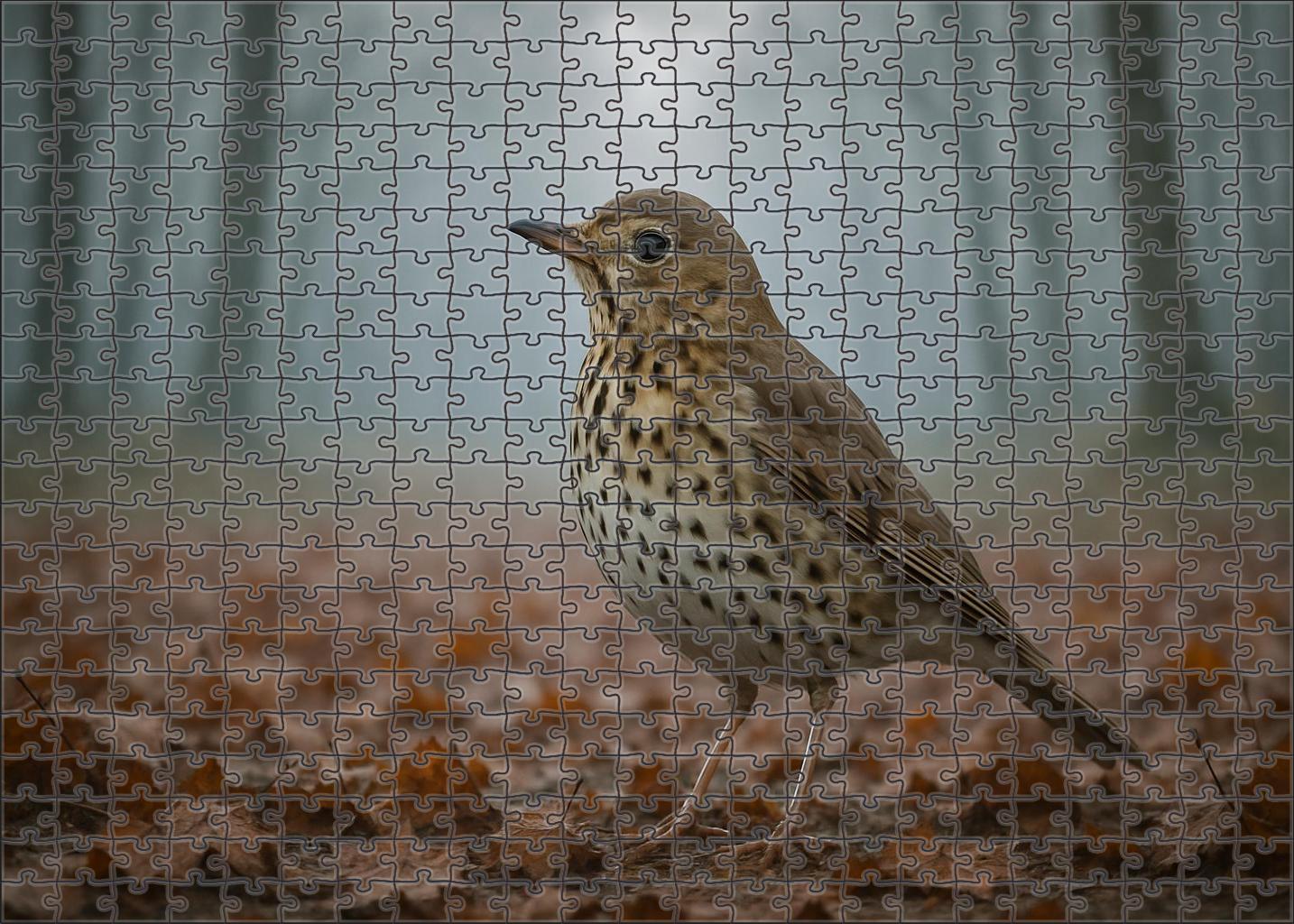 Dusky Thrush Winter Song Specialist Challenging Puzzles