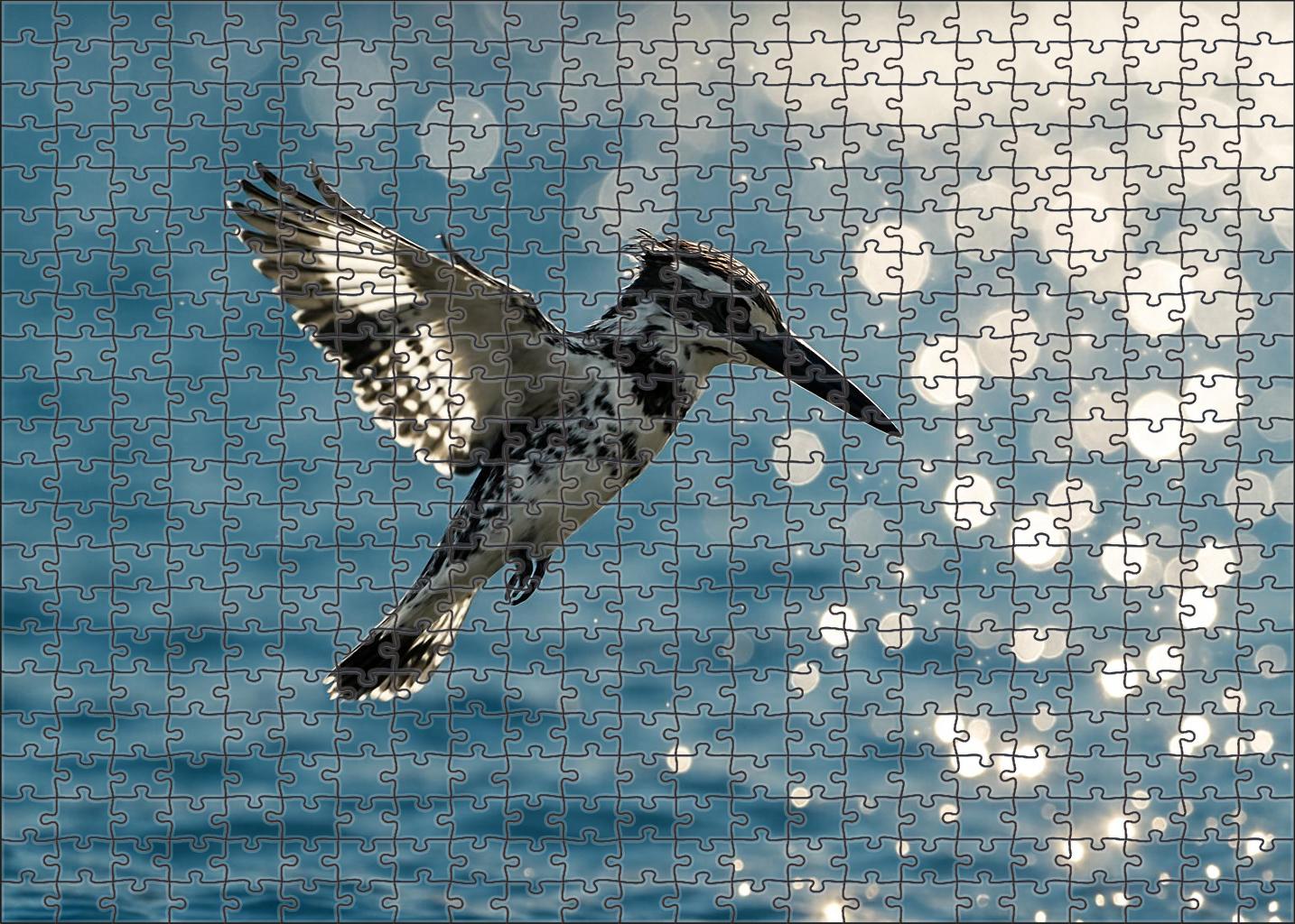 Pied Kingfisher Hovering Fisher Puzzle Fun