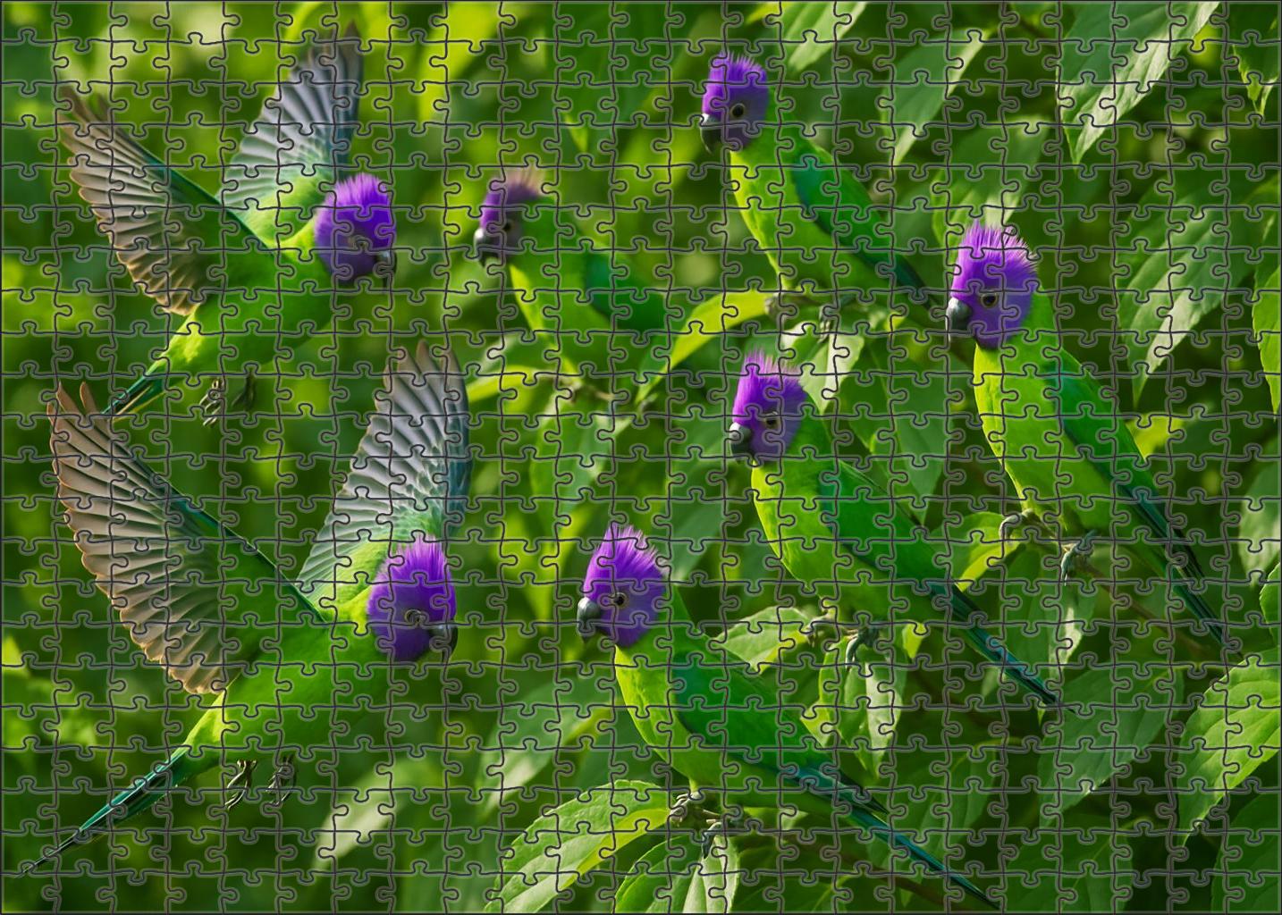 Plum-crested Parakeet Vibrant Canopy Dancer Premium Puzzle Pieces