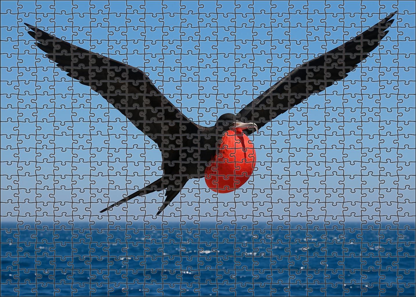 Magnificent Frigatebird Master Of The Coastal Skies Puzzle Challenge