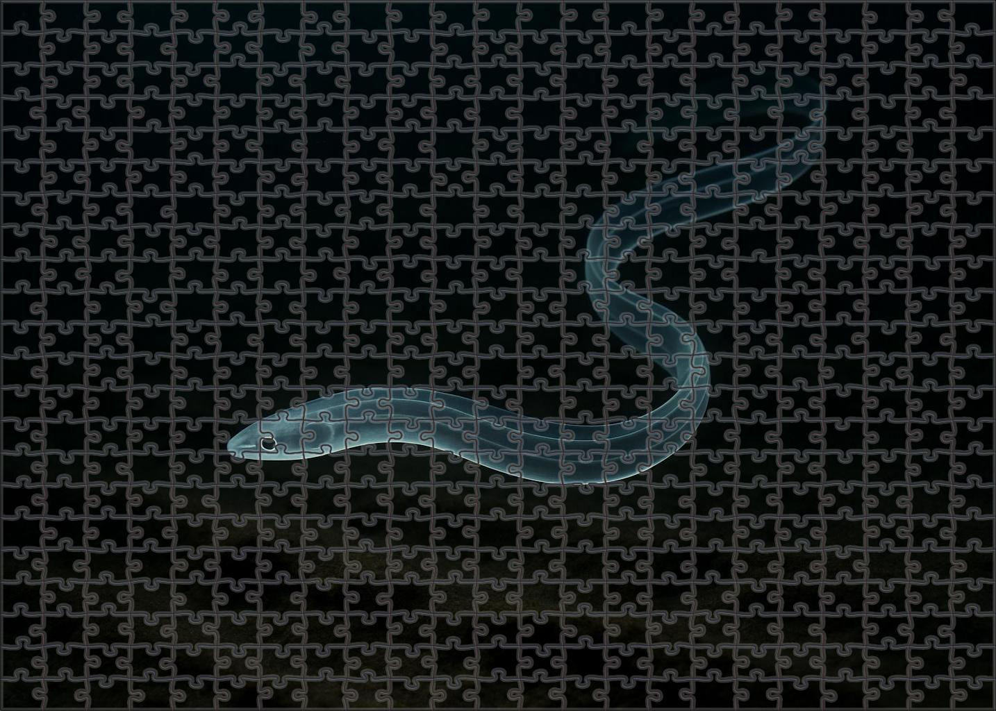 Midnight Glass Eel Elusive Juvenile Drifter Challenging Puzzles