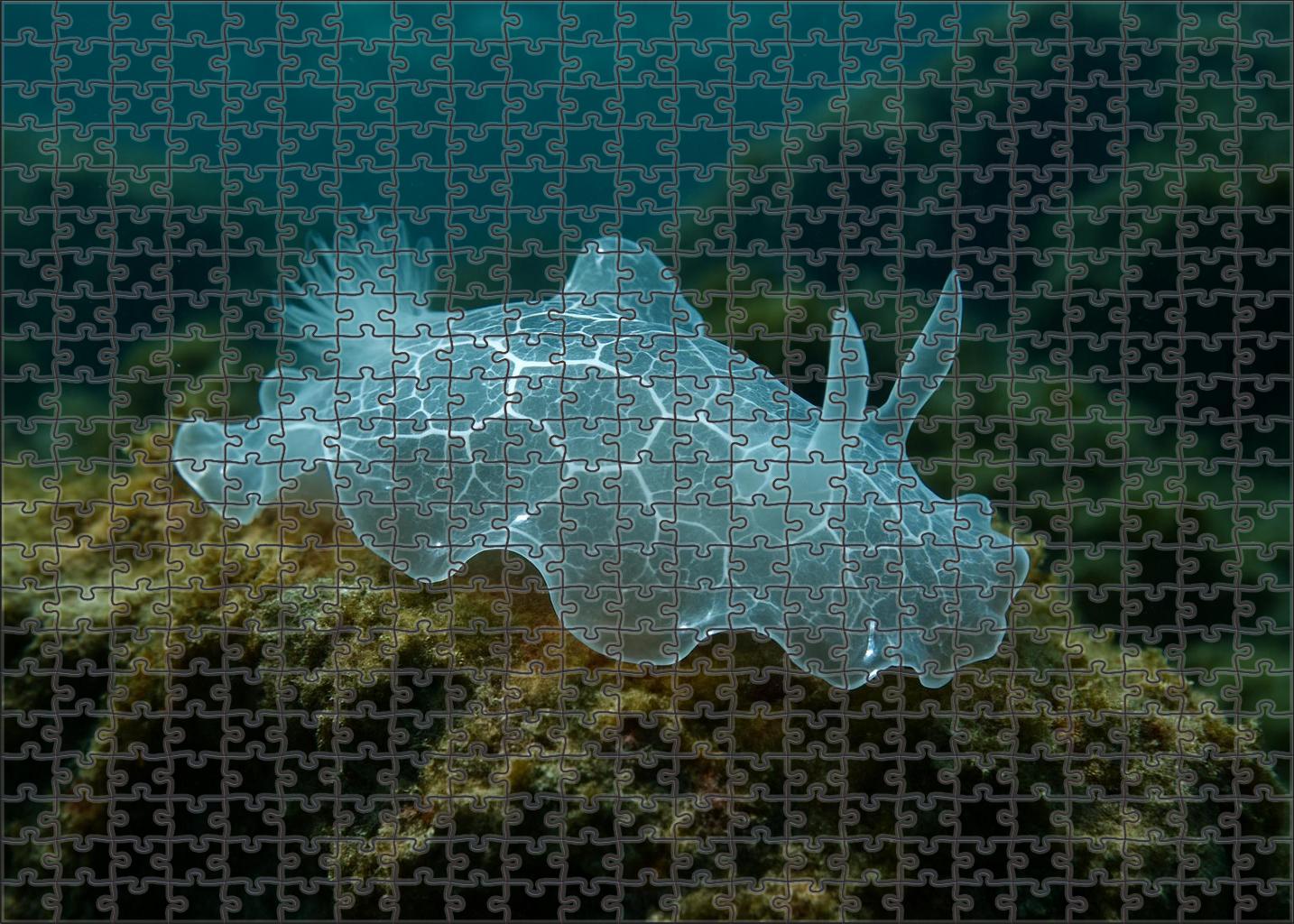 Silver Lace Nudibranch Delicate Soft-bodied Carnivore With Intricate Patterns Puzzle For Adults