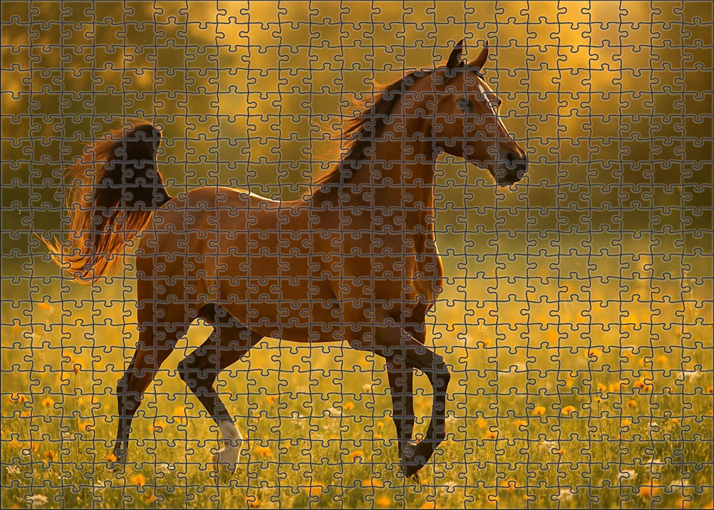 Sunlit Amber Arabian Radiant Bay Mare With Refined Features Large Format Puzzle