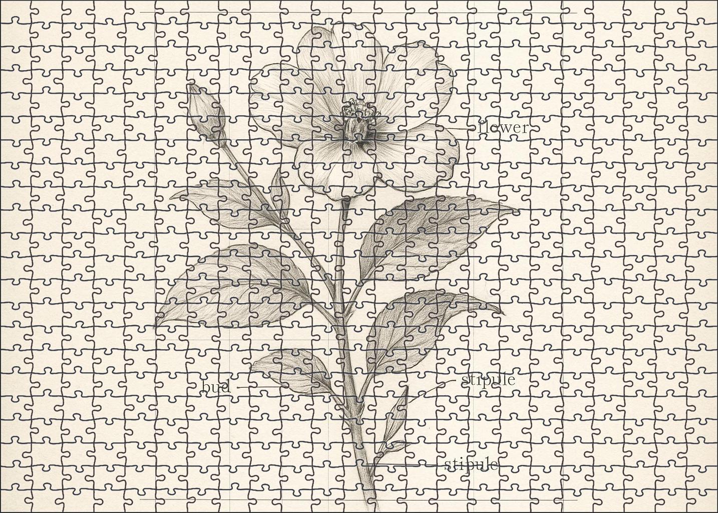Technical Flora Diagram Precise Pencil And Ruler Lines Custom Jigsaw Puzzle