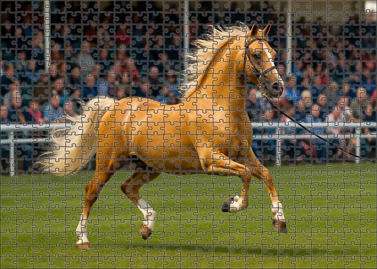 Golden Dawn Hackney Pony 1000 Piece Puzzle