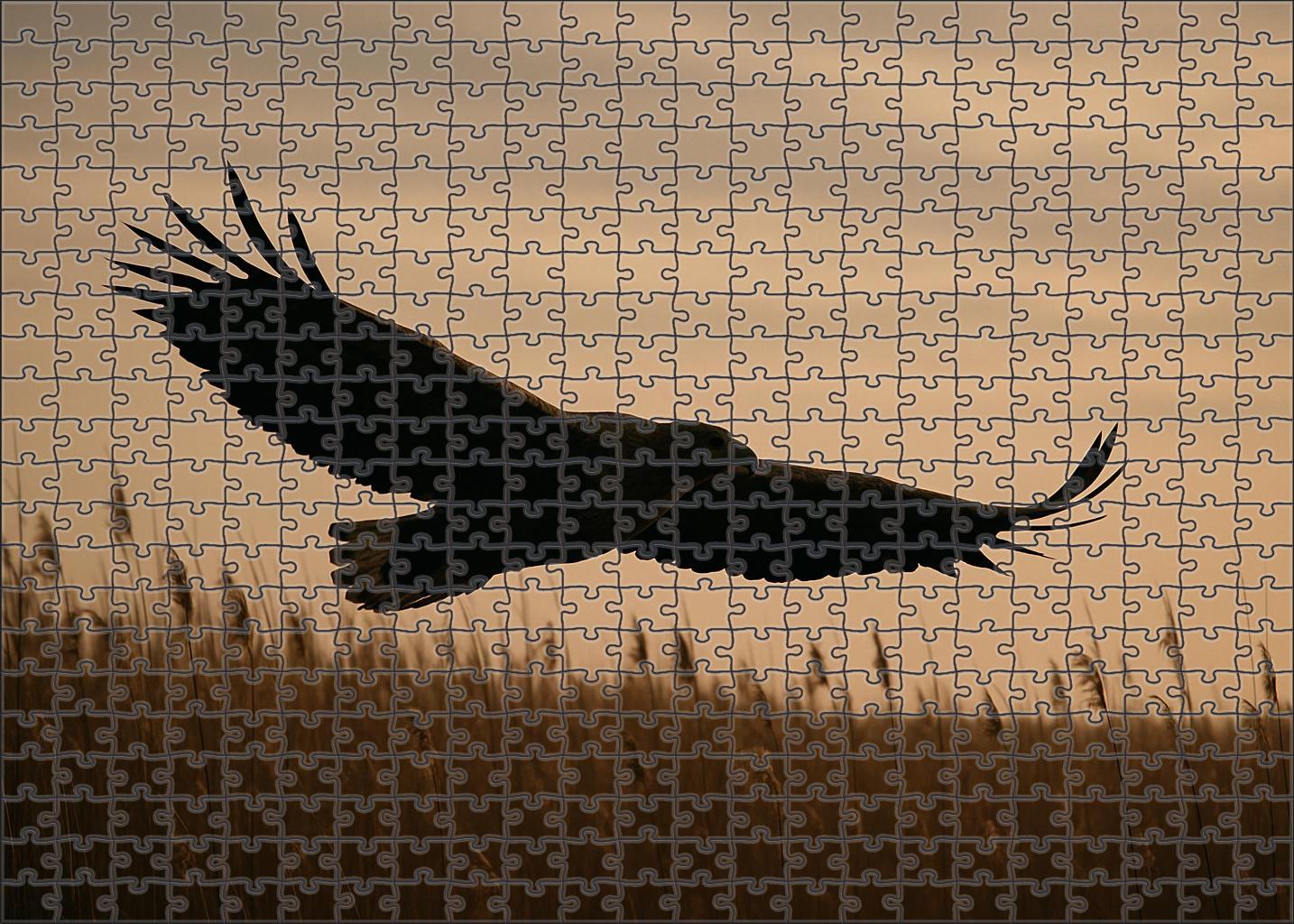 Marsh Harrier Master Of Wetland Skies Custom Jigsaw Puzzle