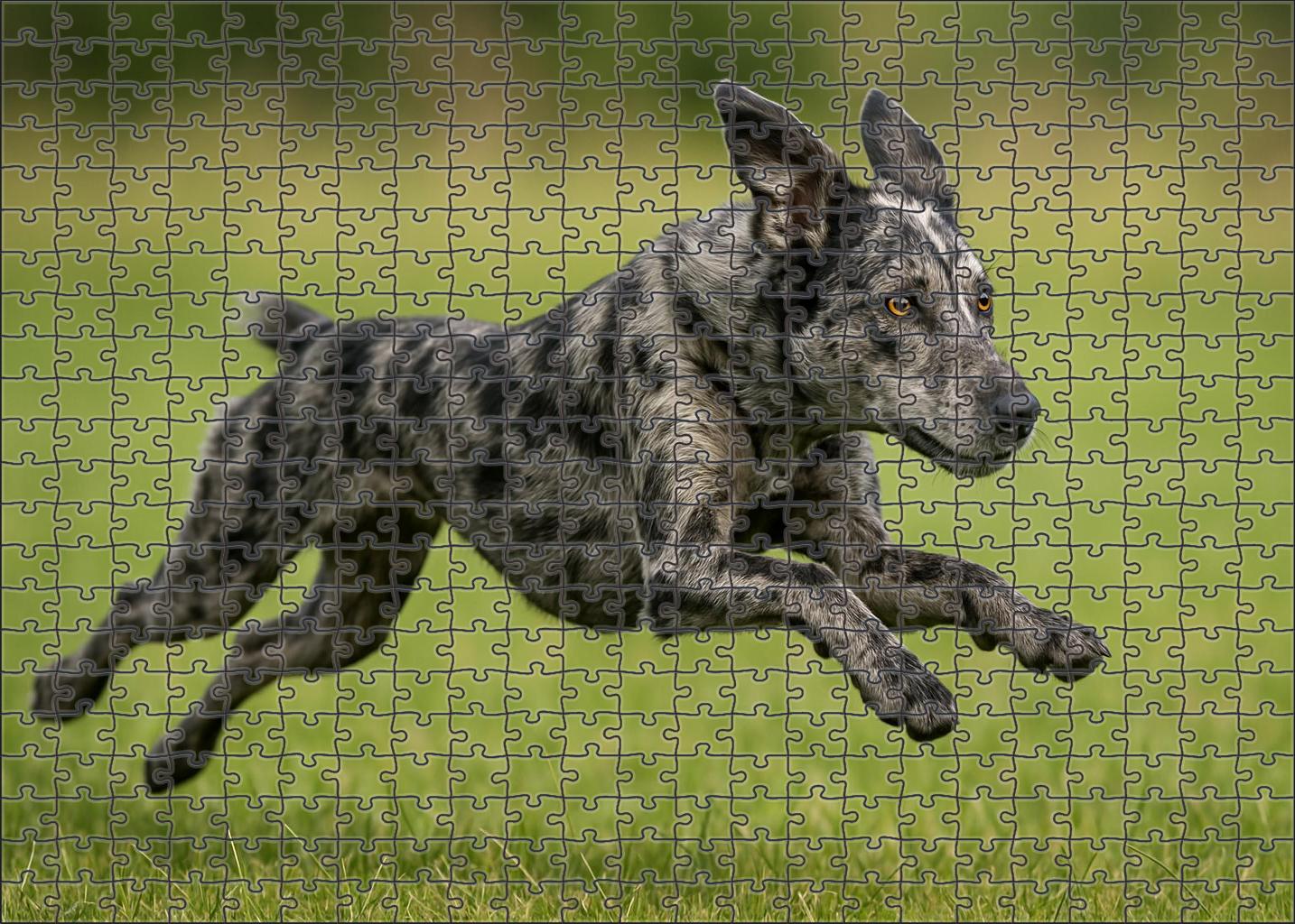 Dusky Marble Mottled Gray-black Herding Dog With Agile Grace Puzzle For Kids