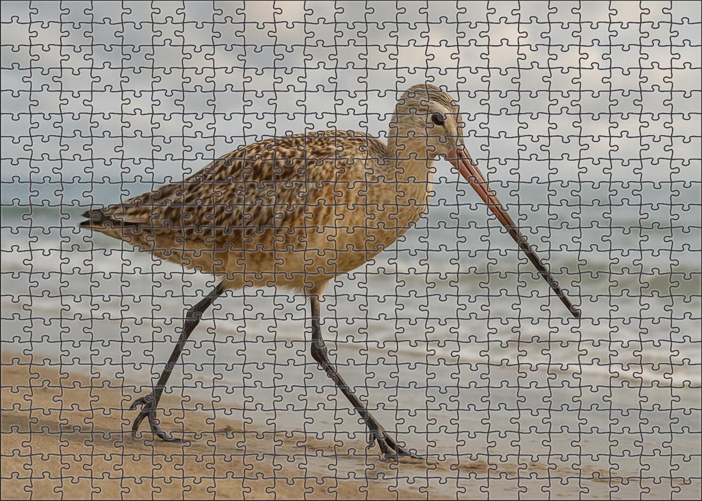 Marbled Godwit Graceful Long-distance Forager Puzzle For Kids