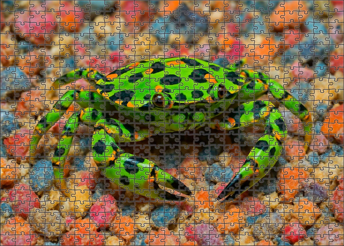 Emerald Harlequin Crab Camouflaged Reef Dweller Challenging Puzzles