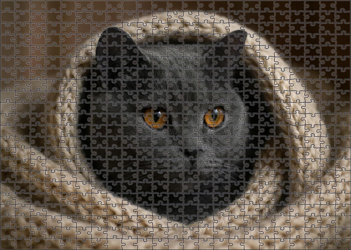 Smoky Blue Scottish Fold Puzzle Collection