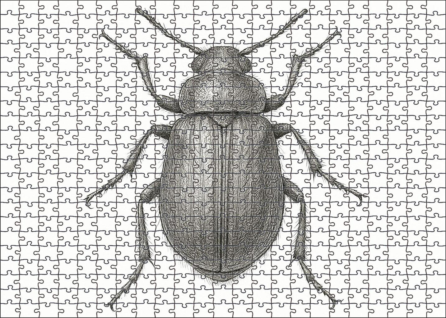 Intricate Insect Anatomy Study Technical Pen Drawing With Fine Detailing Large Format Puzzle