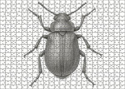 Intricate Insect Anatomy Study Technical Pen Drawing With Fine Detailing Large Format Puzzle