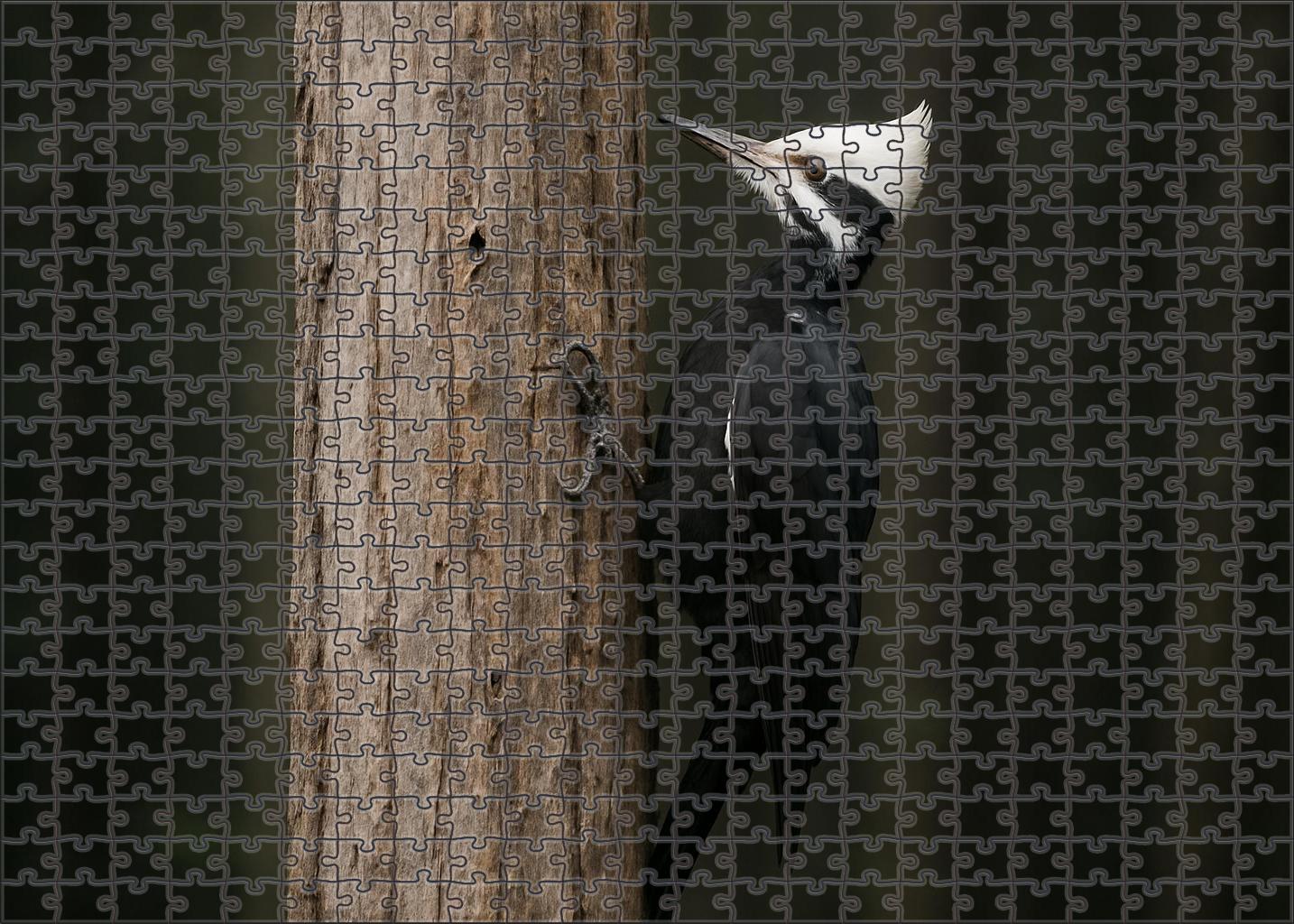 Ivory-billed Woodpecker Ghost Of The Swamp 50 Piece Puzzle