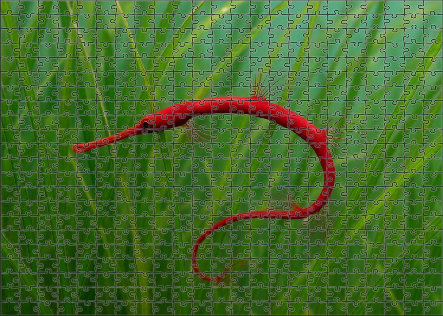 Crimson Threadfin Pipefish Slender Camouflaged Fish With Elongated Fins Mini Puzzle