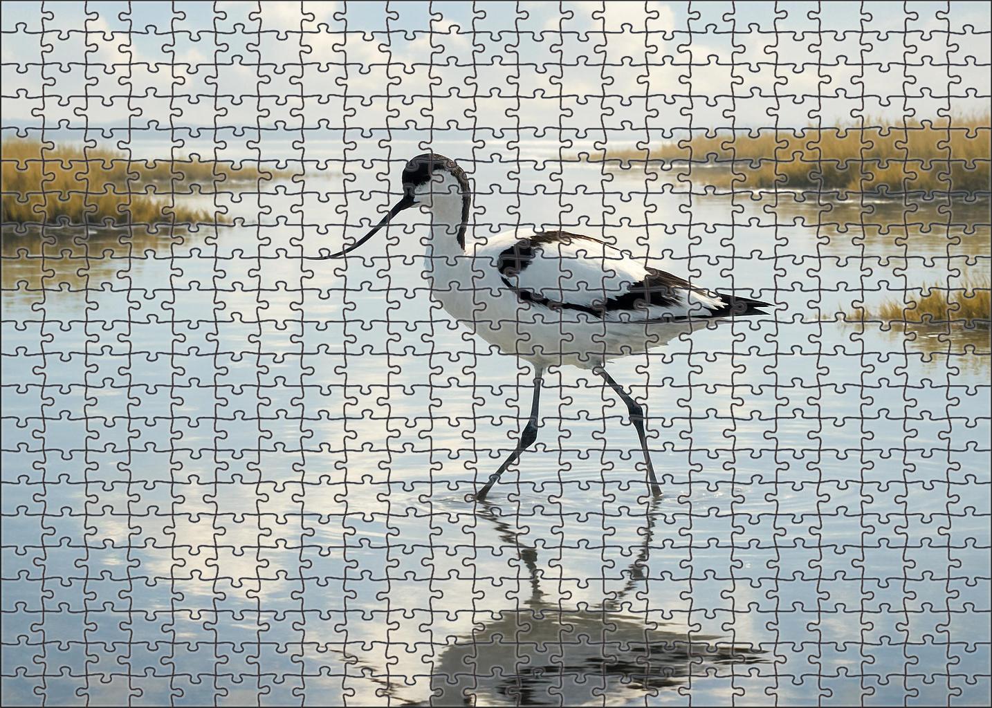 Pied Avocet Graceful Wader Challenging Puzzles