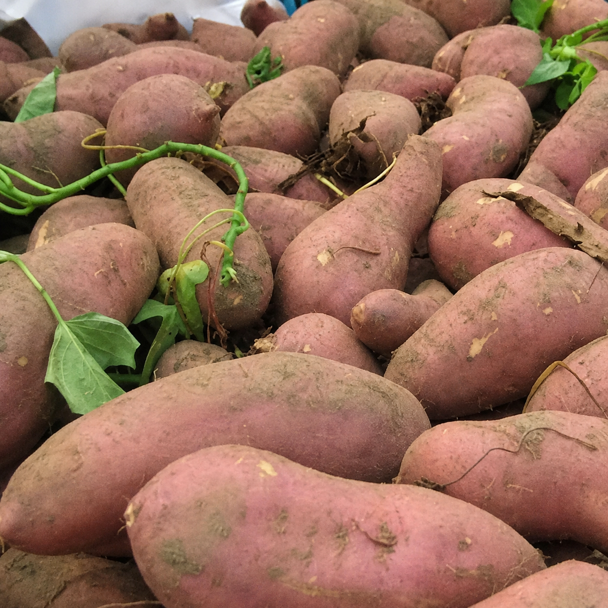 100 Pieces Sweet Potato Seeds For Home Garden Plants  
