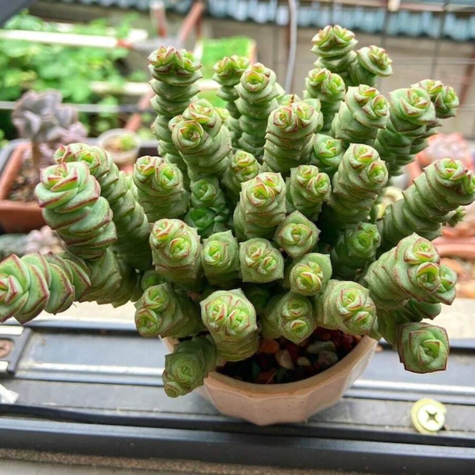 Live Lucky Rose Shaped Crassula Baby Necklace Spiral Succulent Plant Seeds