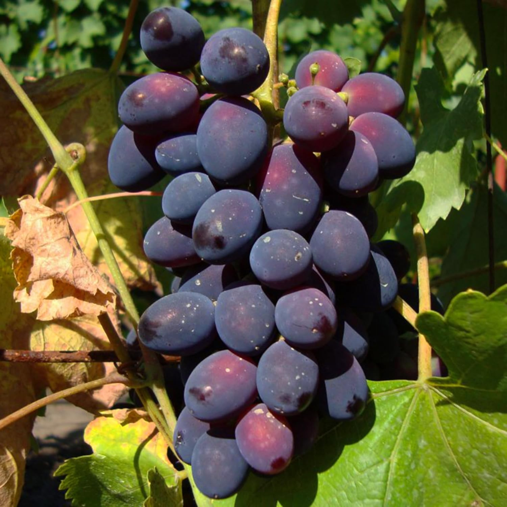 Sweet Juicy Organic Grape Seed Mix