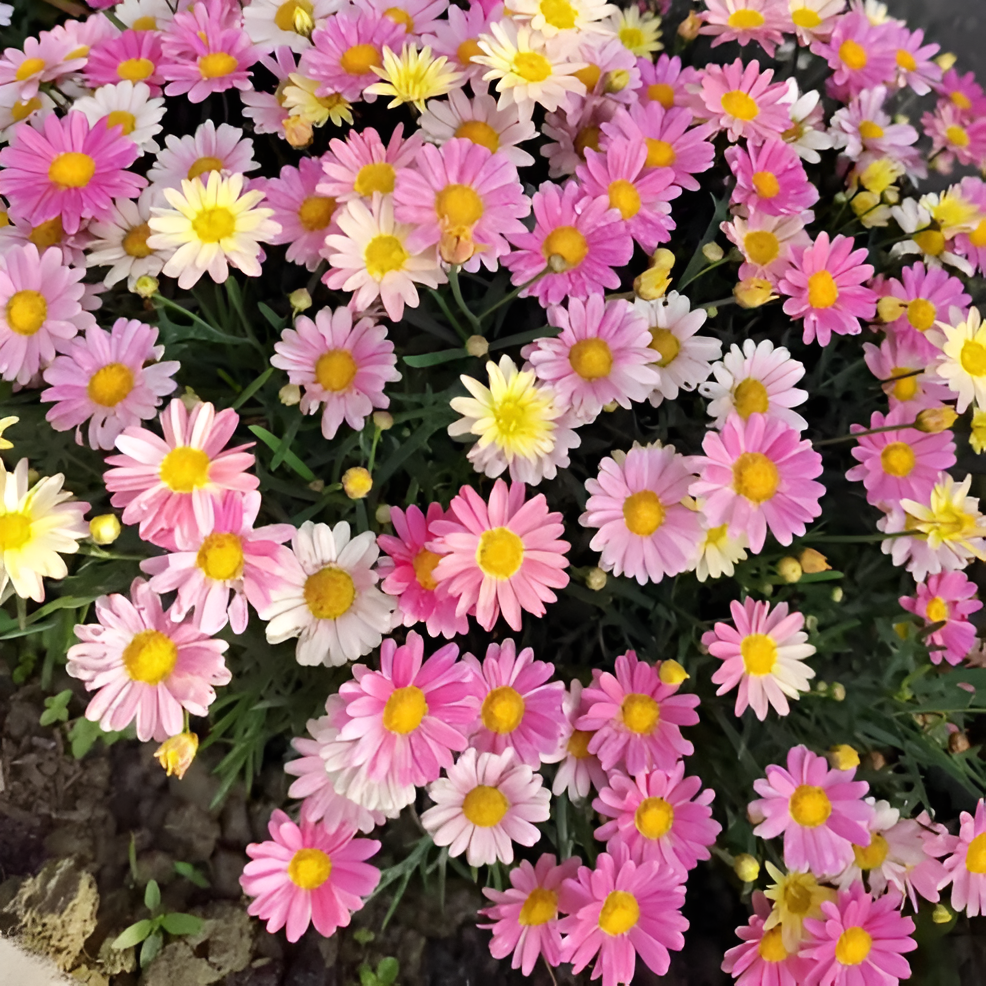 Pyrethrum Daisy Seeds For Natural Garden