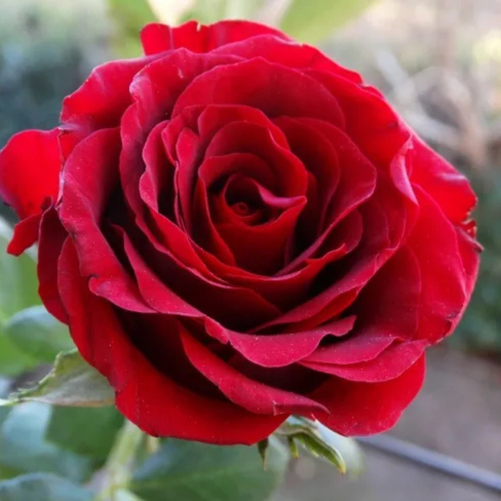 Mini Rose Flower Seeds For Small Garden Spaces