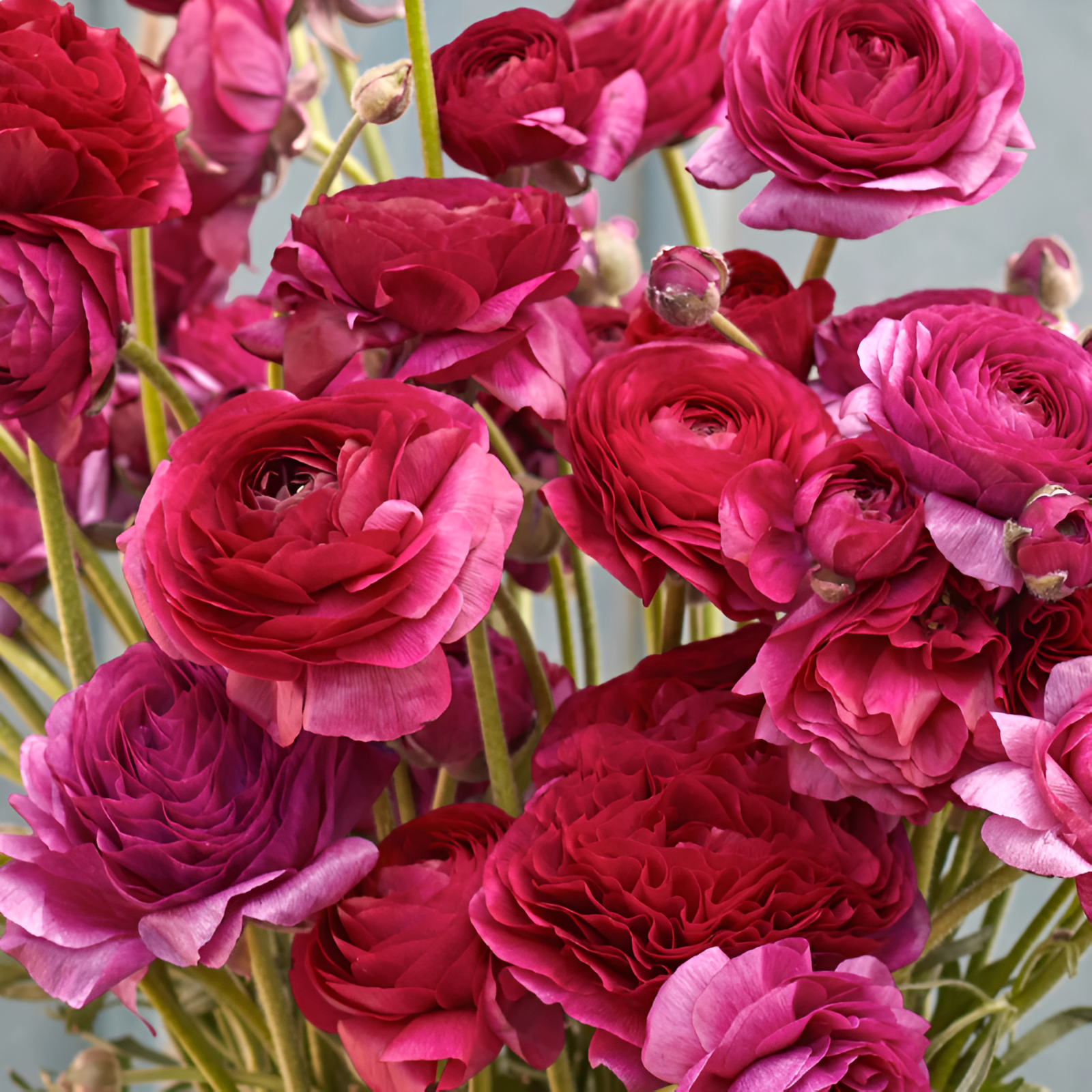 A Garden of Eternal Elegance