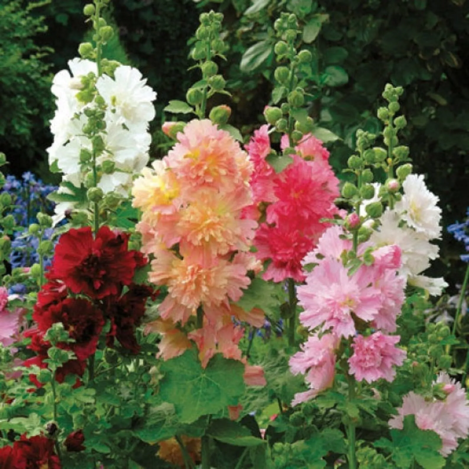 Double Hollyhock Flower Seeds For Tall Garden Blooms